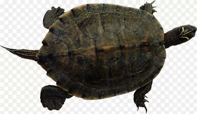 海龟爬行动物常见的抓取海龟红耳滑块龟