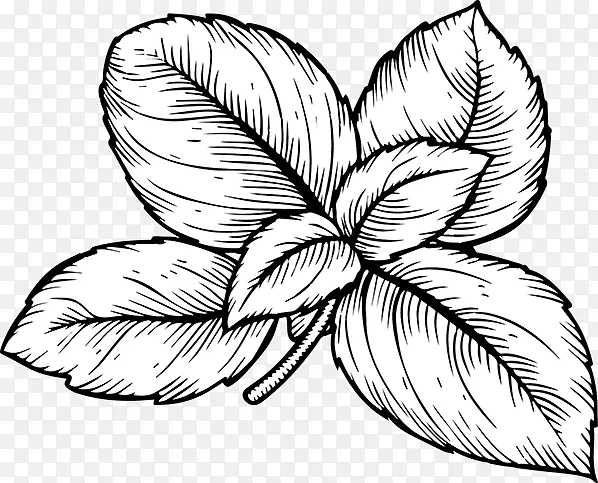 罗勒香草意大利料理绘画剪贴画-泊松格栅