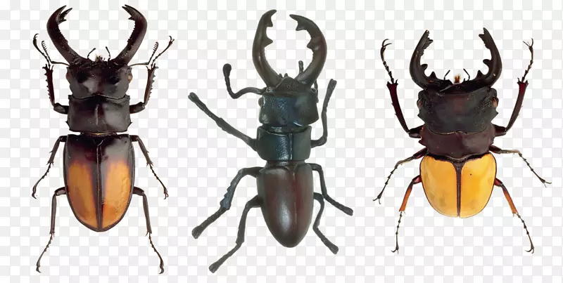 雄鹿甲虫节肢动物翅甲虫