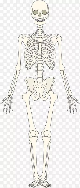 人骨骼人肌肉骨骼