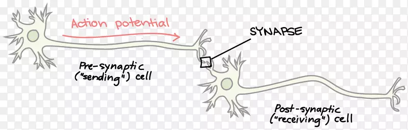 神经递质突触神经元脑轴突终末脑