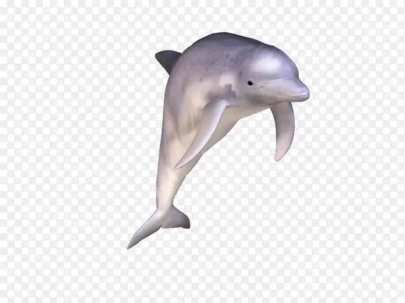 普通宽吻海豚短喙普通海豚图库溪粗齿海豚全血红蛋白