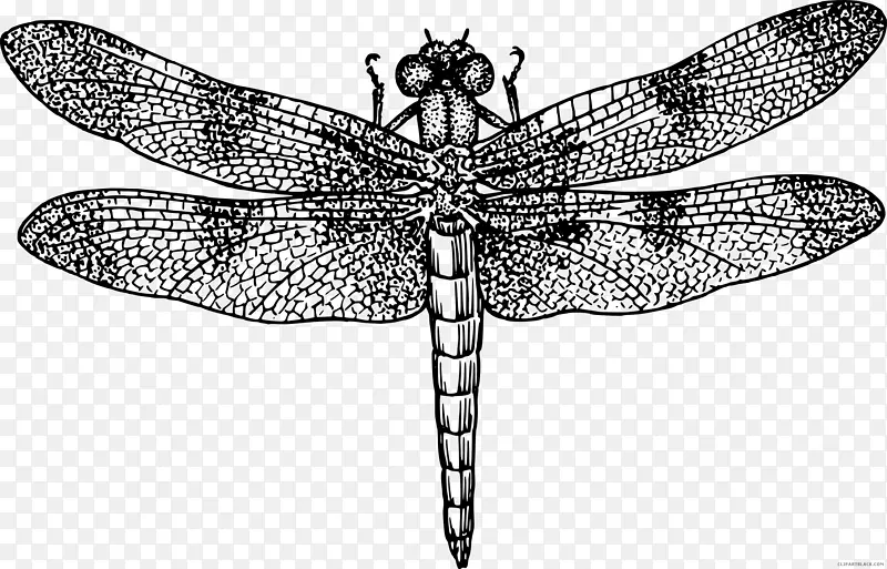 昆虫翼蜻蜓画片艺术.昆虫