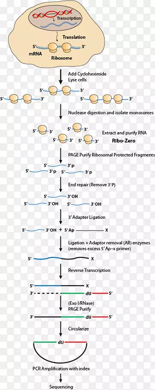 核糖体分析rna-seq环己酰亚胺细胞自旋柱dna提取