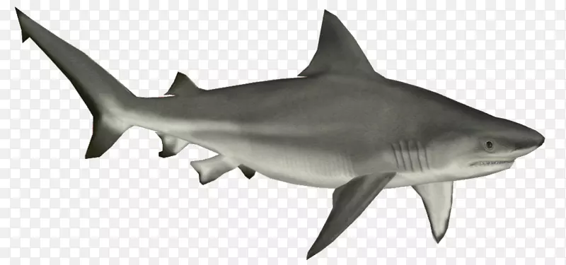 牛鲨软骨鱼夹艺术-幼鲨HD