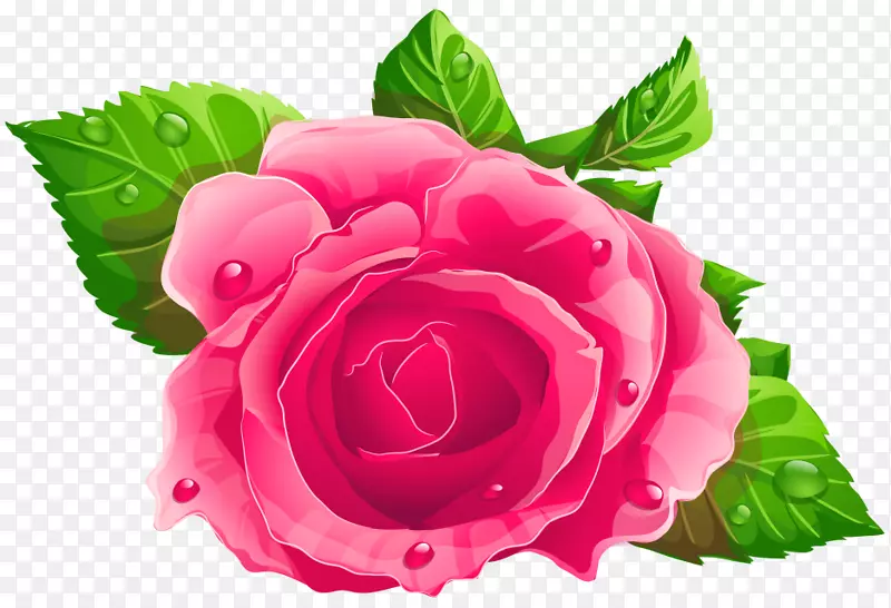 玫瑰粉色剪贴画-玫瑰