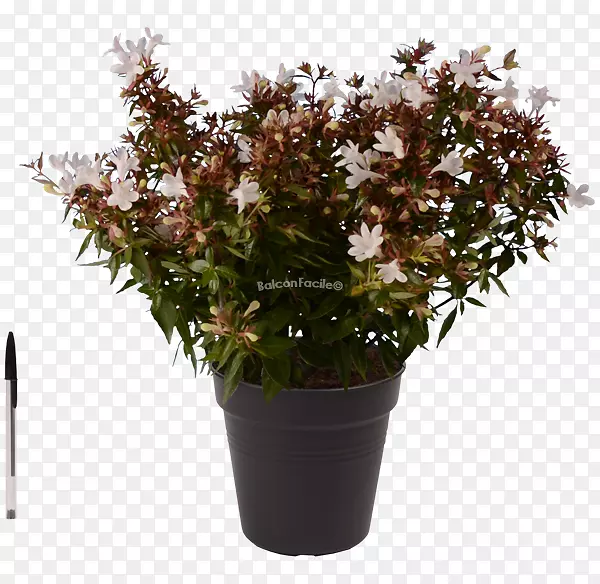 花盆灌木，室内植物-花卉