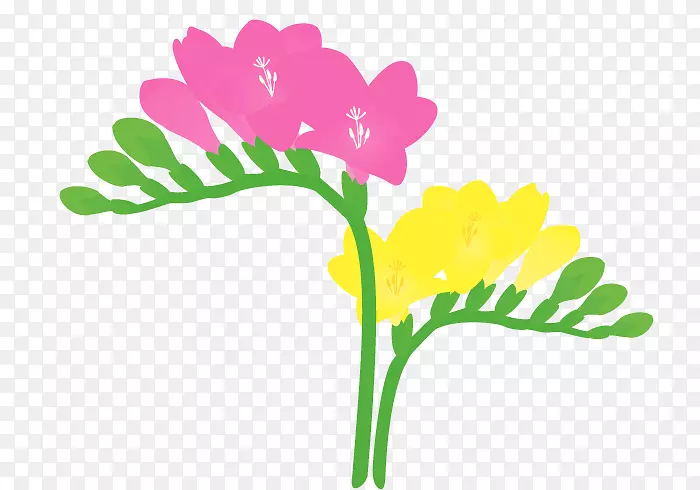 花瓣切花，植物-植物区系