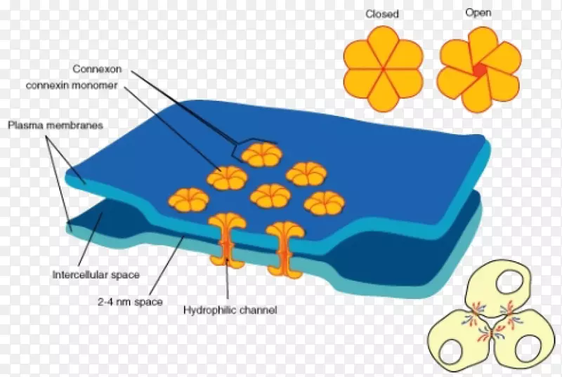 缝隙连接细胞膜紧密连接神经元间的连接