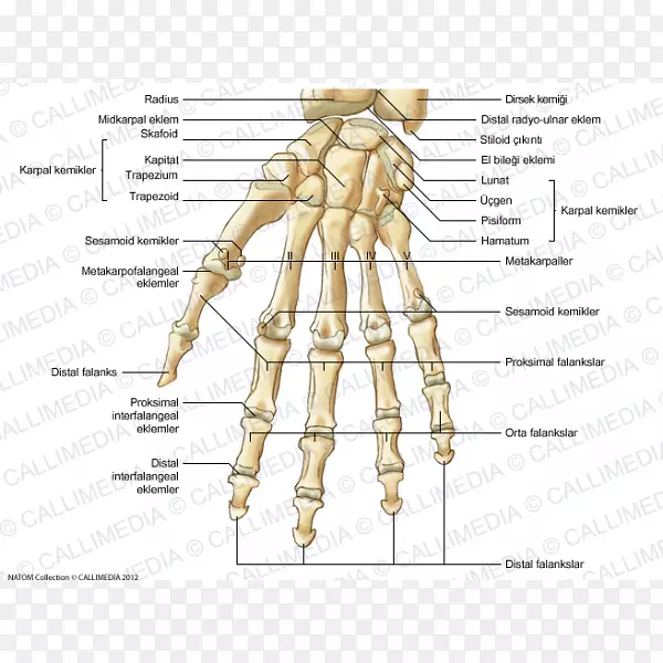 拇指智人腕骨解剖-手
