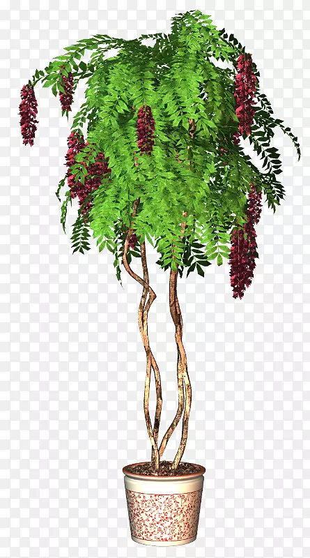 花盆树-3花红