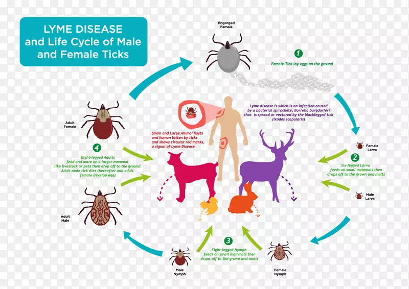 生物生命周期蚊虫食物链-蚊子