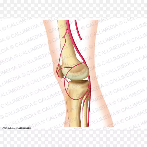 拇指膝窝动脉解剖-股动脉
