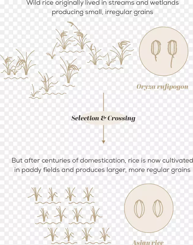 作物野生相对作物多样性植物育种驯化-水稻作物
