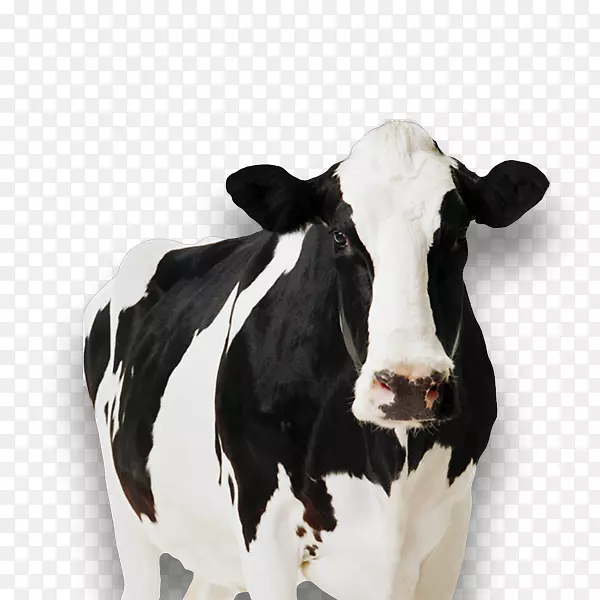 荷斯坦弗里西亚牛站奶牛倾倒纸板牛场