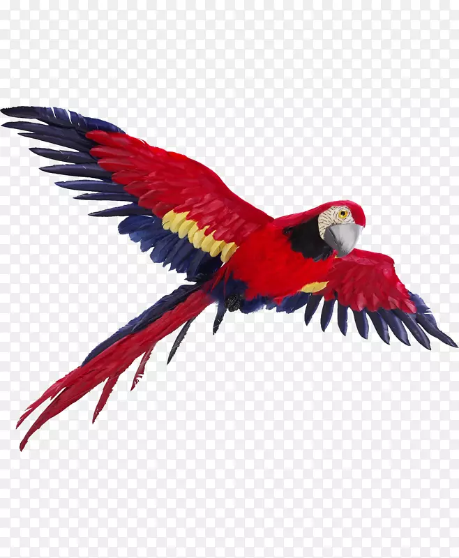 鹦鹉鸟飞行脊椎动物
