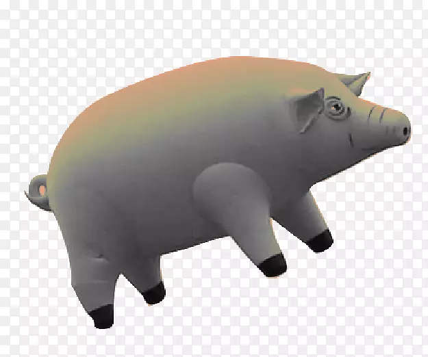 猪鼻陆生动物-猪