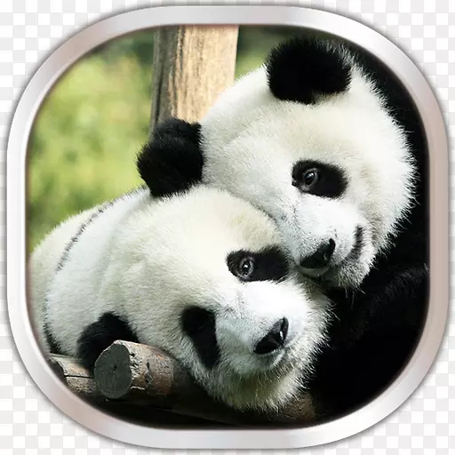 成都大熊猫繁育基地大熊猫可爱熊猫熊