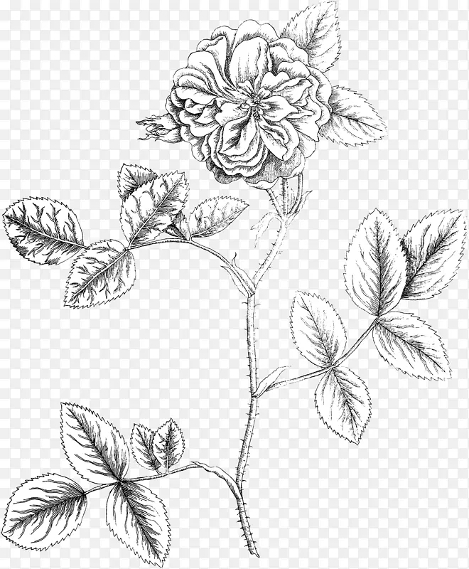 花卉设计植物学插图花缎玫瑰