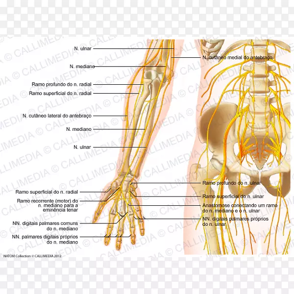 前臂神经人体解剖肘手