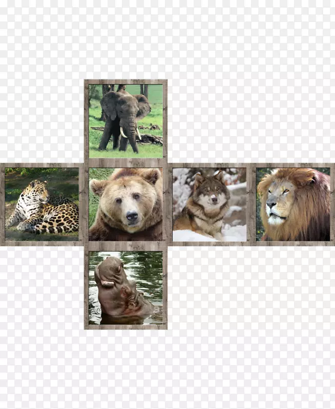 狮子野生动物猫诉立方体7-狮子