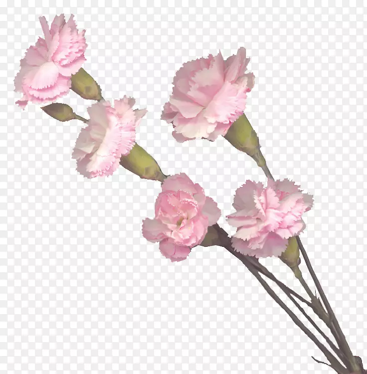 康乃馨切花粉红色花