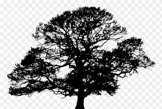 [医]瓦维洛氏菌r。l。Produzione aceto调味品标记韦伯的园林公司“树木和景观专家自1997年以来”-树纹身