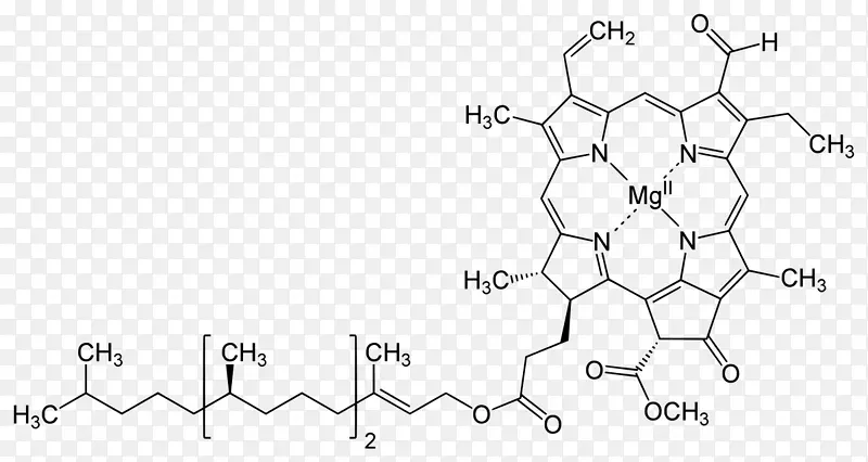 叶绿素a叶绿素b结构光合作用-科学