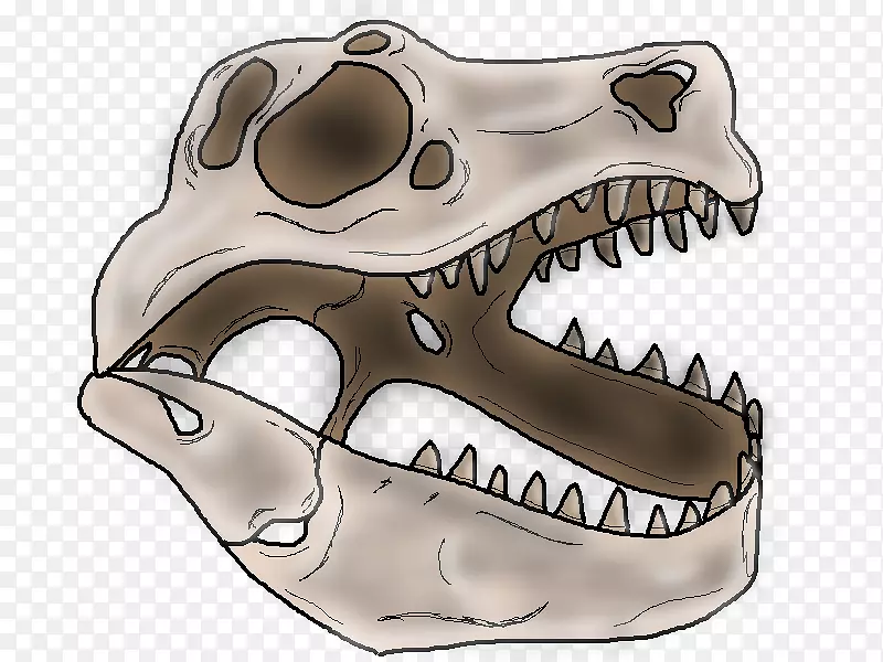 头骨恐龙骨架鼻子头骨