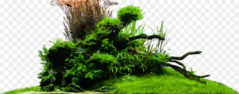 植物草室内植物-水的设计天野之弥