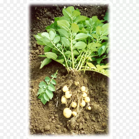 叶植物草本植物土壤.马铃薯植物图像