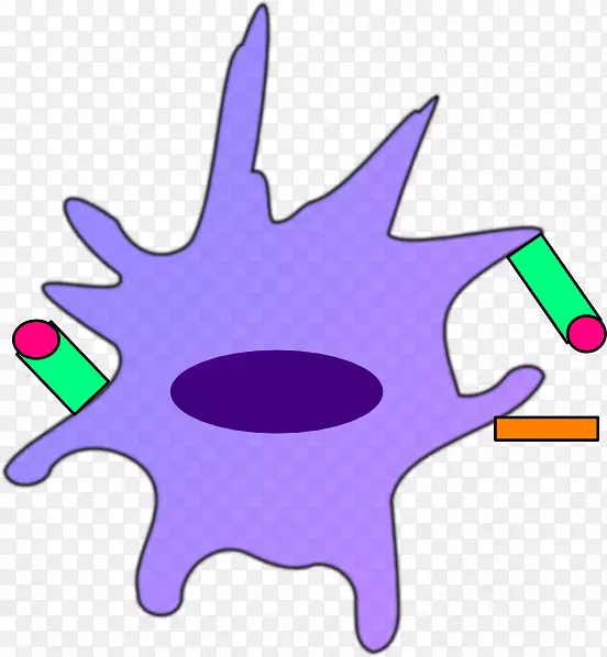 树突状细胞树突收缩免疫系统剪贴术树突状细胞