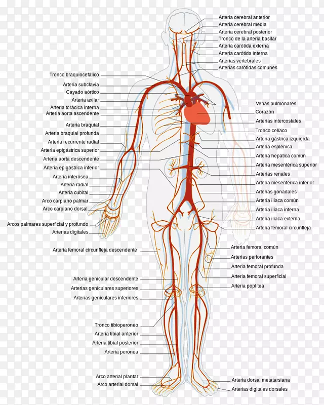 循环系统静脉动静脉系统人体心脏