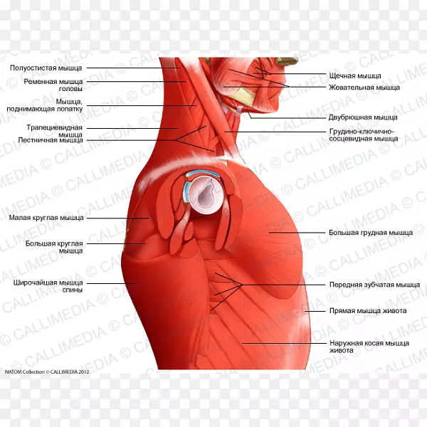 人体解剖肌颈头胸锁乳突肌