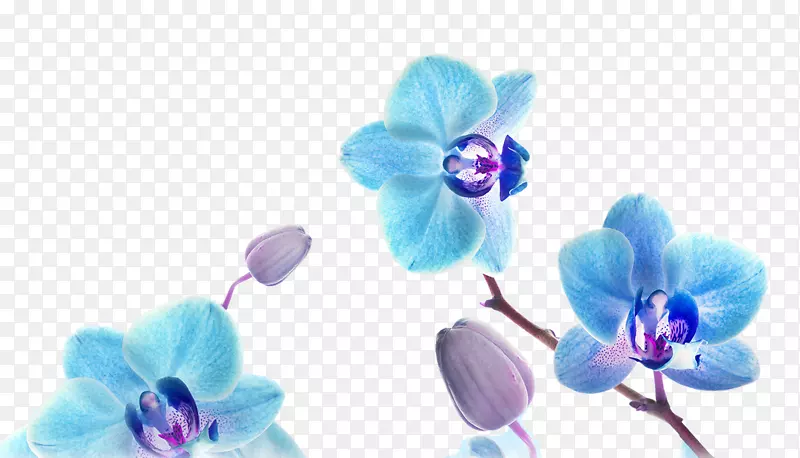 绘画艺术桌面壁纸-蓝色兰花