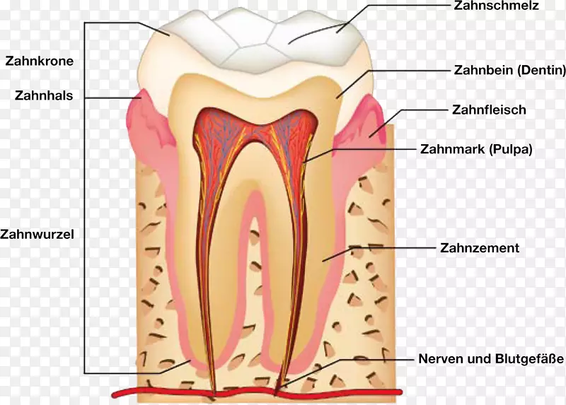 人类牙齿解剖人体解剖-牙齿解剖