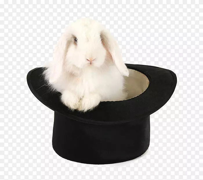 荷兰兔免礼帽兔