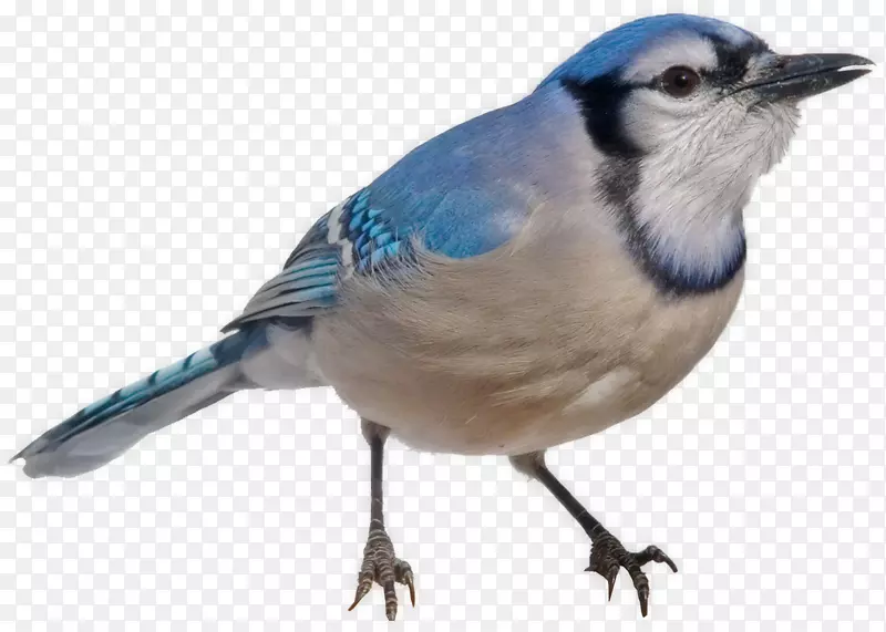 蓝雀鸟