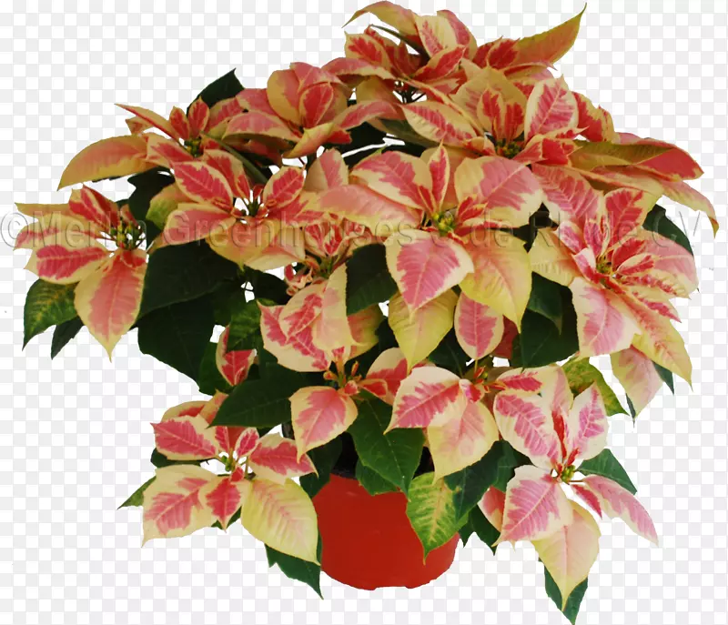 花盆红色斑点室内植物一品红灯箱广告