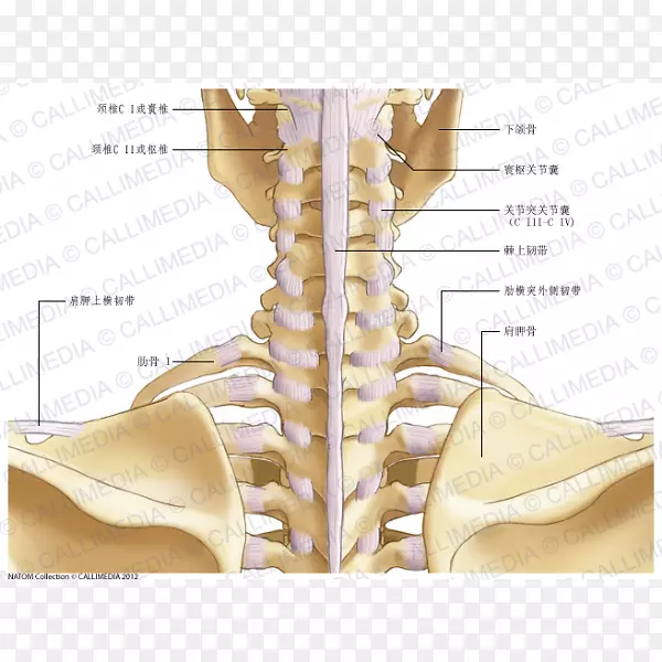 股骨颈关节囊解剖.颈椎寰椎