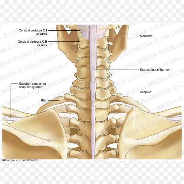 颈骨人骨骼人体解剖.颈椎图谱