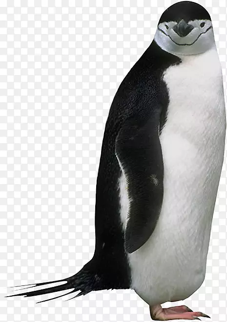 帝企鹅动物剪贴画-企鹅