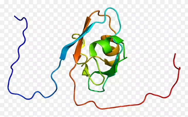 dlg 5基因编码膜相关鸟苷酸激酶dlg 3-基底管