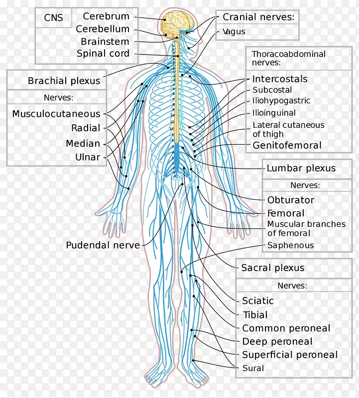 周围神经中枢神经系统脊髓脑