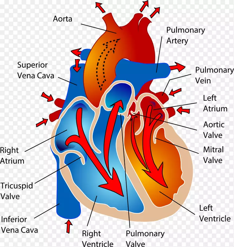 心血管循环系统心脏人体解剖-心脏