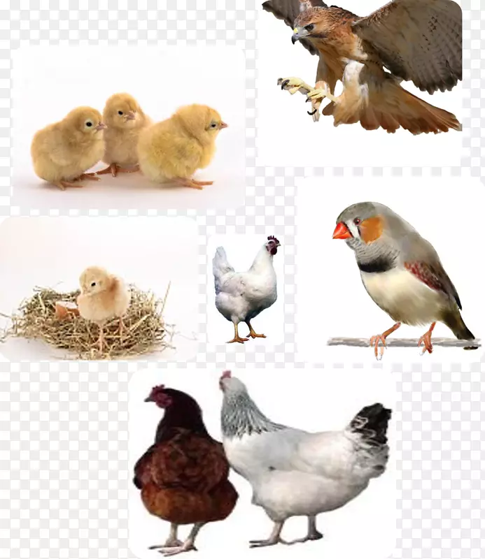 鸡病家禽养殖-鸡