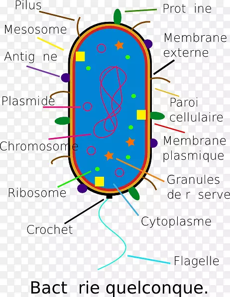 细菌细胞结构微生物学玻璃-细菌细胞