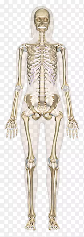 骨骼系统人体骨骼人体骨解剖人体解剖