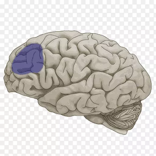 脑额叶、颞叶、大脑半球-脑