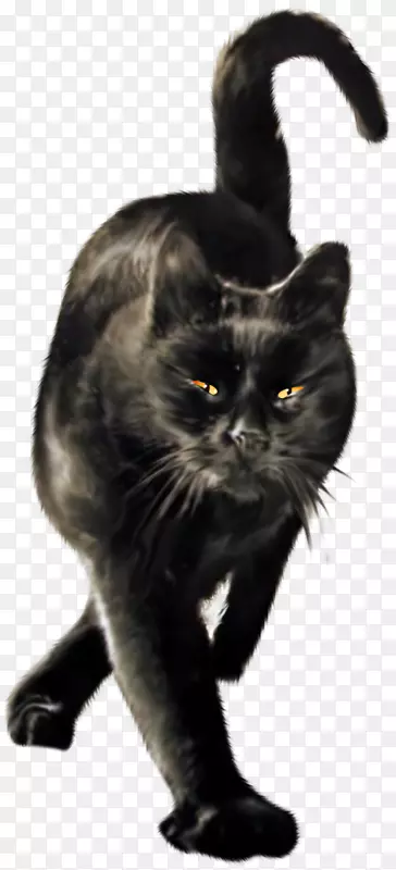 黑猫孟买猫家养短毛猫须